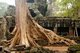 Cambodia: Trees growing out of the ruins at Banteay Kdei, Angkor